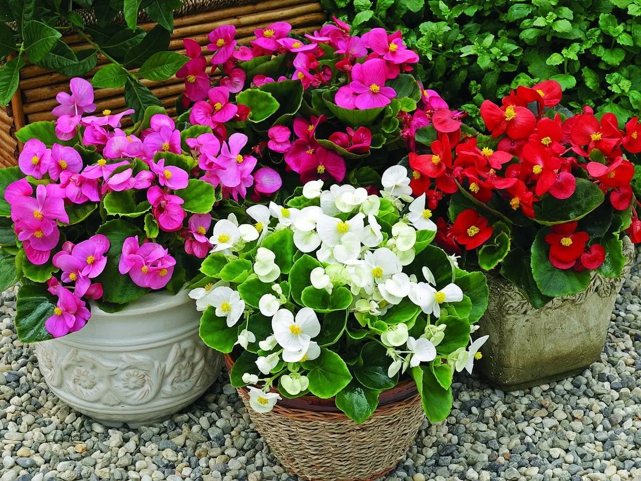 Бегонія вічноквітуча