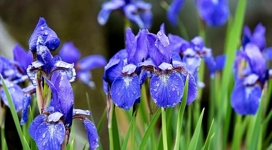 Ірис сибірський