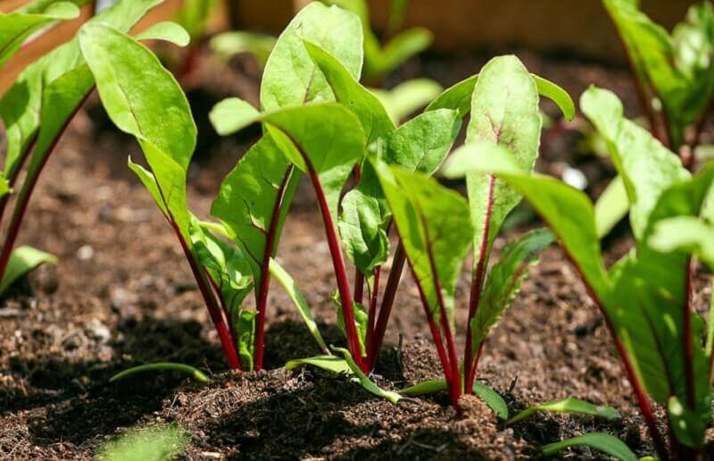 Свекла обеспечивает капусте взаимную поддержку и питание на биохимическом уровне. Свекла обеспечивает капусте взаимную поддержку и питание на биохимическом уровне.