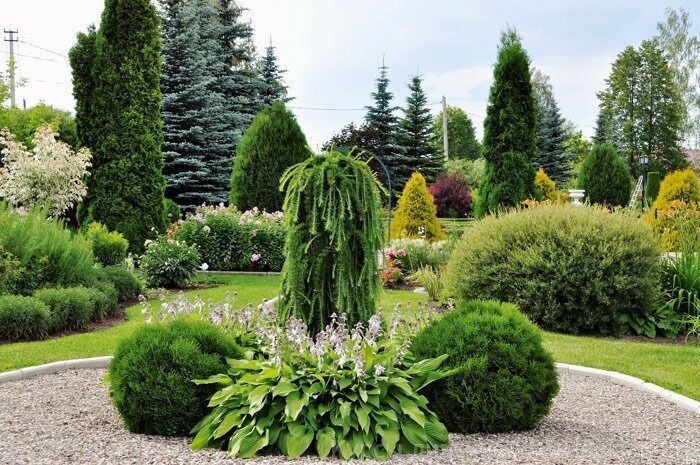 Туи отлично сочетаются с большинством других хвойных деревьев и кустов, создавая гармоничные композиции. Туи отлично сочетаются с большинством других хвойных деревьев и кустов, создавая гармоничные композиции.