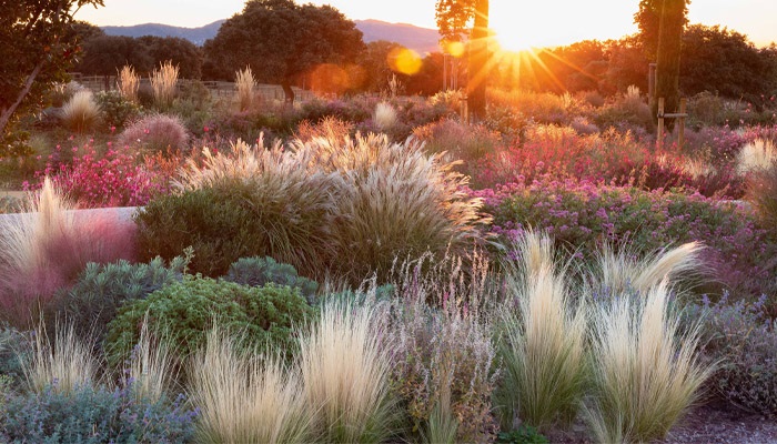 Если туя является центральным элементом сада, можно дополнить их злаковыми растениями. Если туя является центральным элементом сада, можно дополнить их злаковыми растениями.