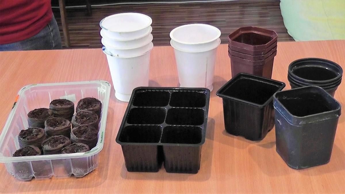 Выбор емкости для посадки рассады дома.