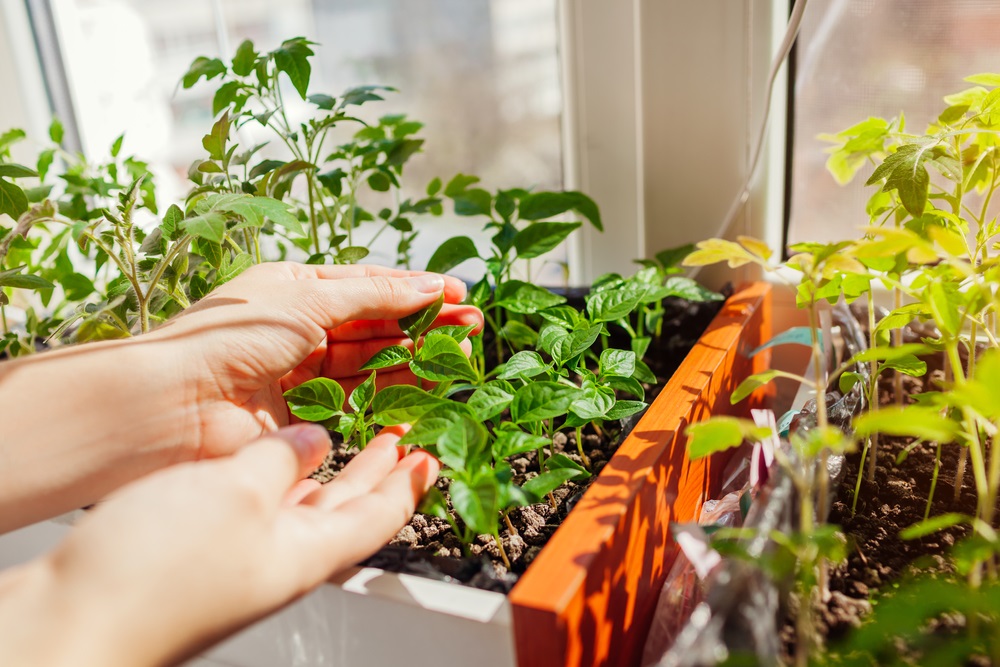 Выбор растений для домашнего огорода практически неограничен.