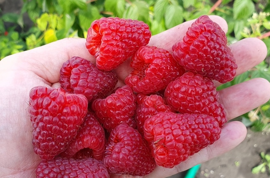 Малина сорт Мапема