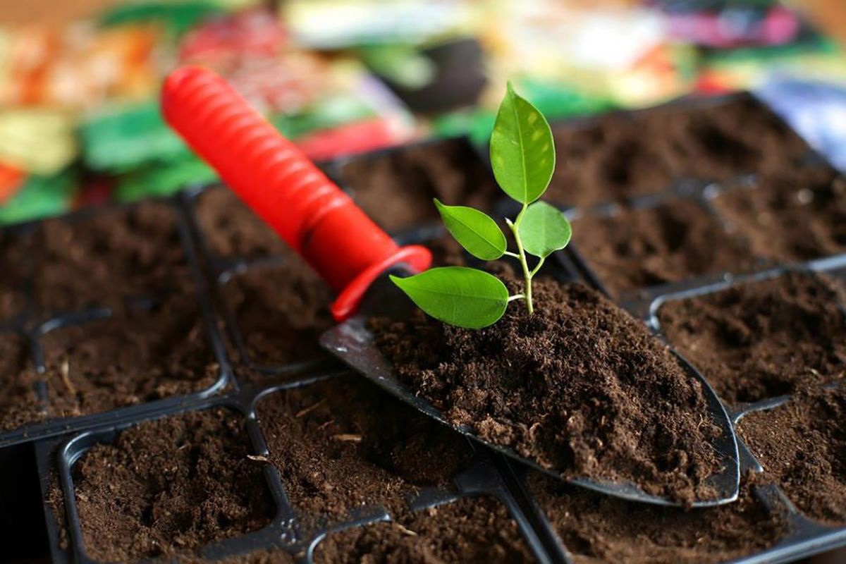 Какому торфу отдать предпочтение?