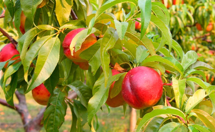 Нектарин – это подвид персика