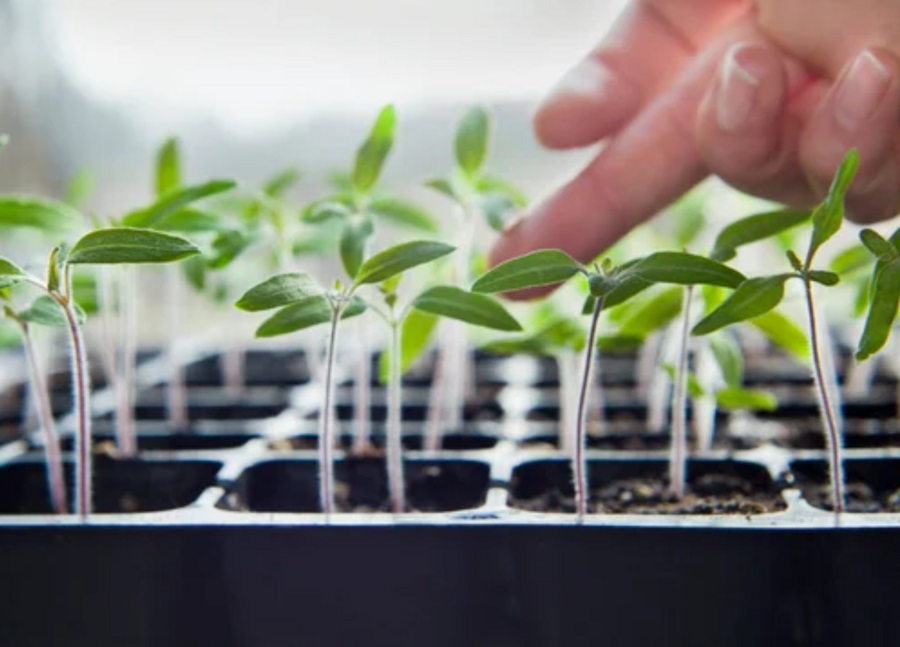 Профілактичну обробку розсади краще провести самостійно.