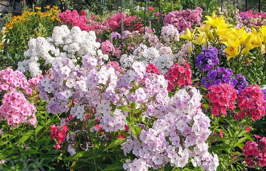 Цветы, которые будут украшать сад в летние месяцы – флоксы.