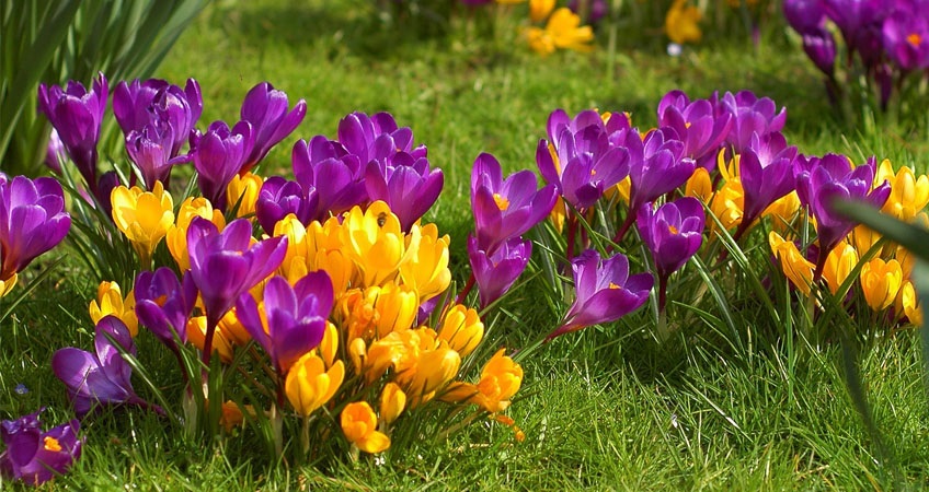 Цветы для весеннего цветения – крокусы.