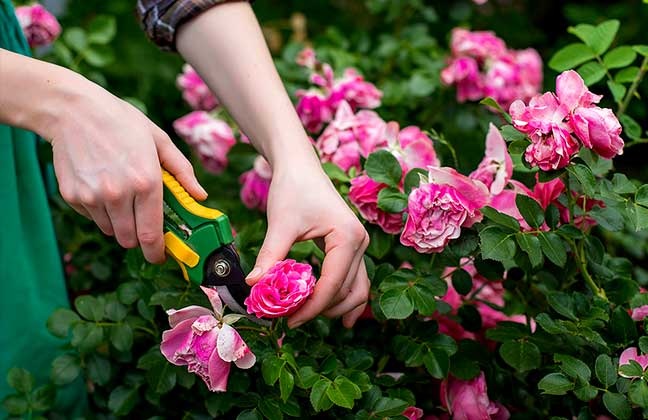 Очень важным этапом в уходе за розами есть обрезка.