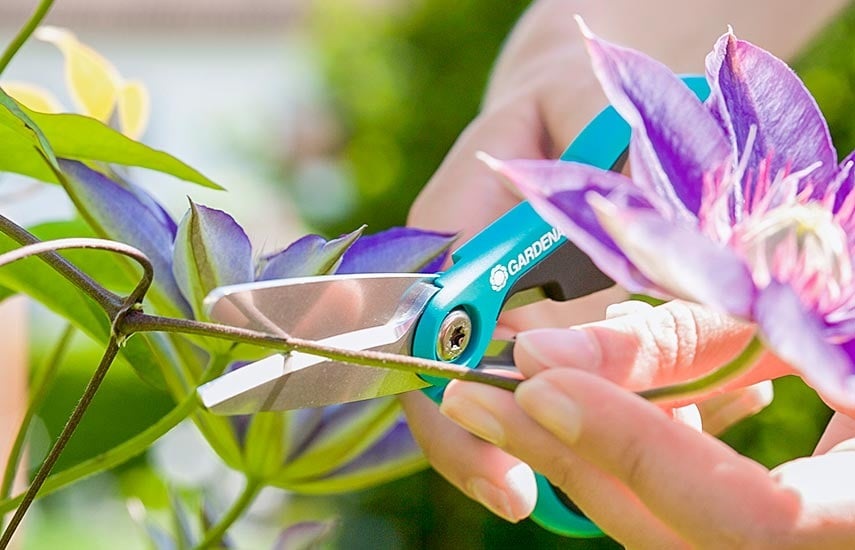 Один из важнейших этапов подготовки клематисов к зиме – это обрезка. Один из важнейших этапов подготовки клематисов к зиме – это обрезка.