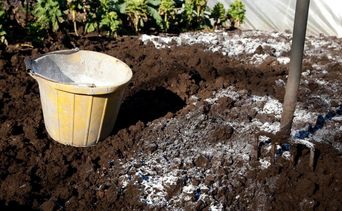 Восени бажано провести вапнування грунту.