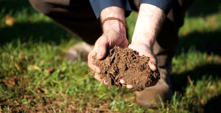Восени обовʼязково потрібно внести у грунт таке добриво як гній.