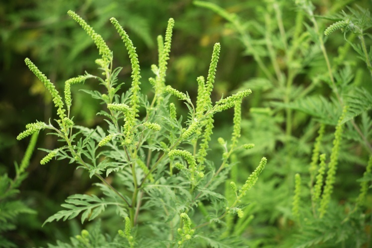 Окрім загрози рослинам, амброзія має сильний вплив на здоров'я людини.