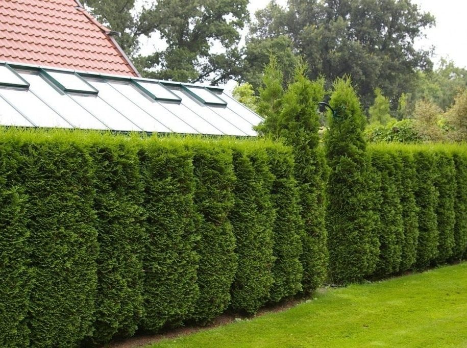 Туя – прекрасное вечнозеленое растение, которое благодаря которому можно создать прекрасный живоплот.