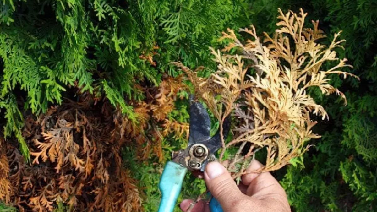 Обнаружив больные, мертвые или поврежденные ветви, необходимо немедленно их обрезать.