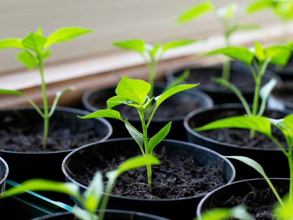 Основна мета пікірування — це стимуляція розвитку бічних коренів.