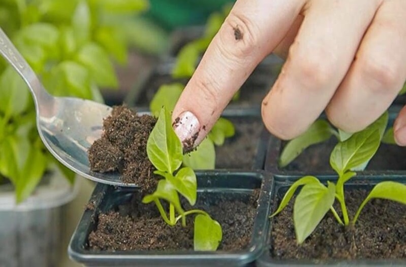 Рекомендації щодо проведення пікірування розсади