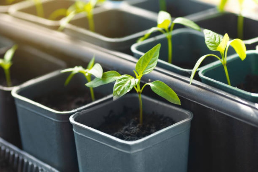 Які рослини потрібно пікірувати?