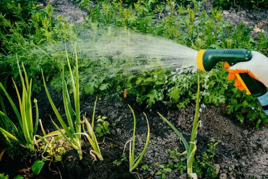Когда жара достигает своего пика, а солнце беспощадно палящим растениям нужен полив.