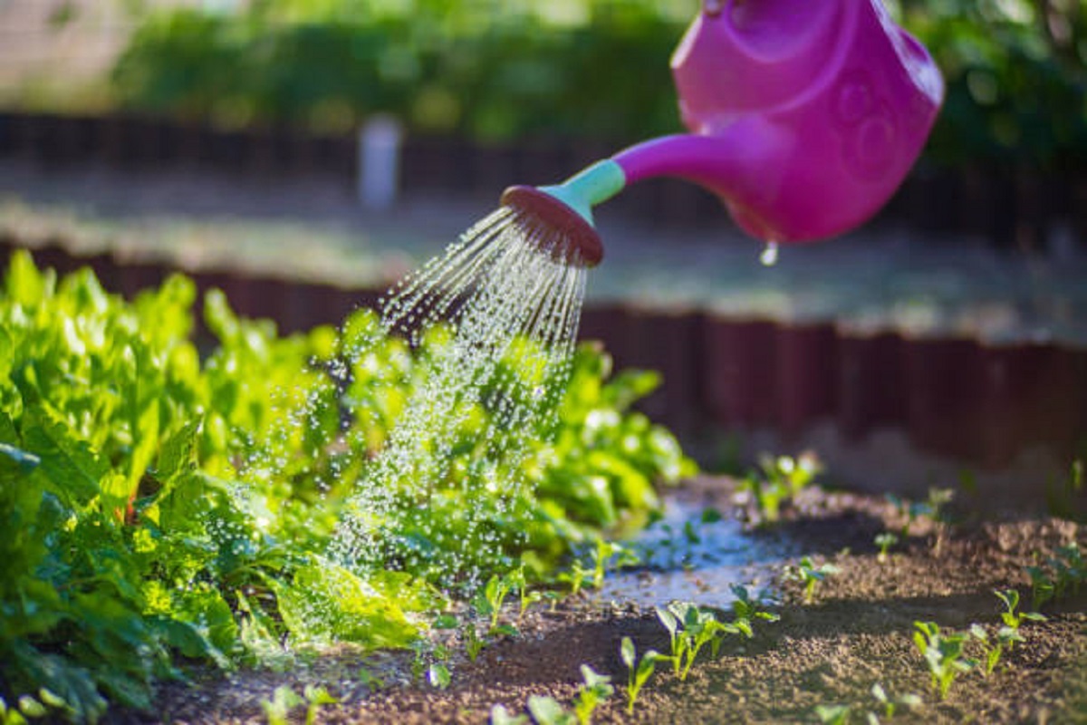 В период сильной жары оптимальным временем для полива есть утренний или поздний вечер.