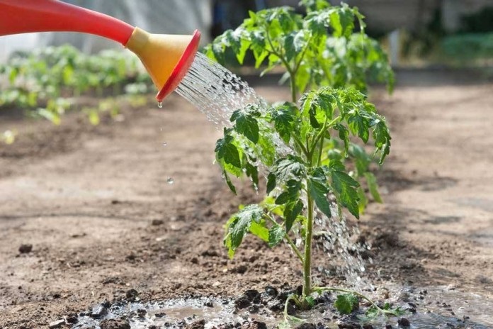 Томаты нужно поливать 2–3 раза в неделю под корень по 2–3 л теплой воды.