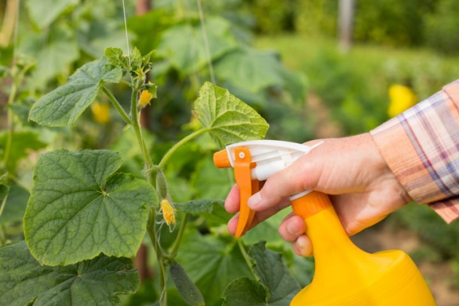 Для предотвращения заболеваний и защиты огурцов необходимо проводить профилактические опрыскивания.