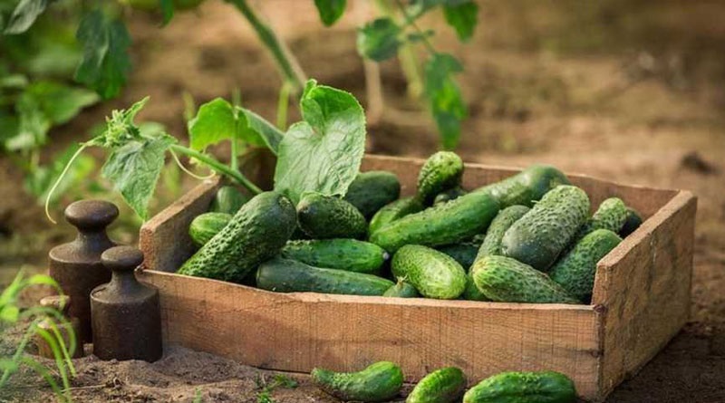 Чтобы огурцы плодоносили в августе и сентябре нужно правильно ухаживать за ними.