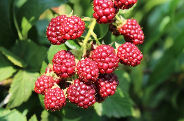 Незрелая ежевика розового цвета, очень похожая на малину.