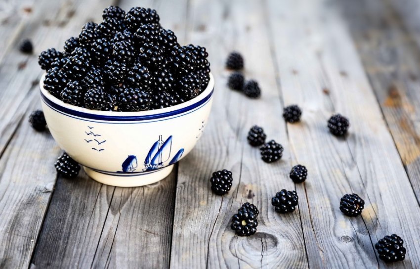 Созревание ежевики в помещении