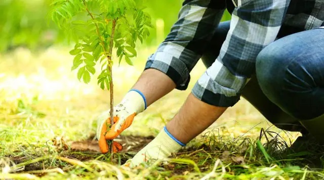 Сажать деревья можно либо весной, либо осенью.