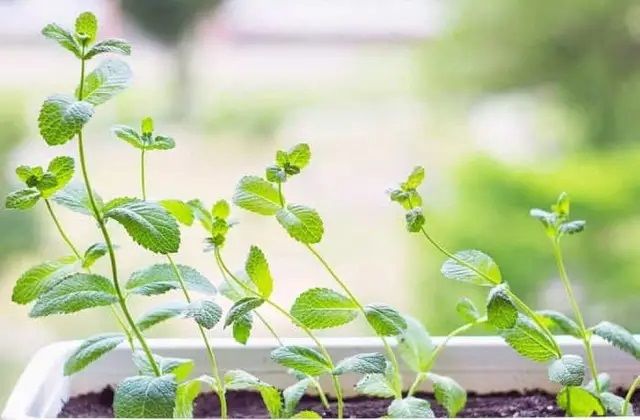 Мята относится к тем растениям, которые одинаково ценят и за красоту, и за пользу.