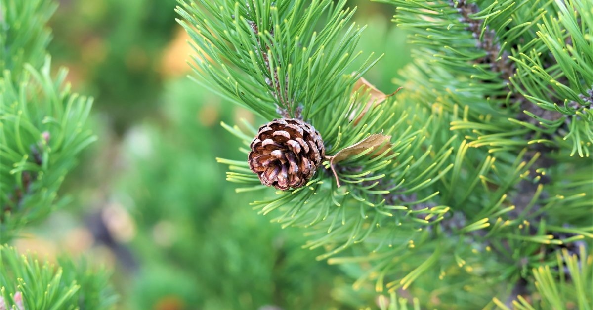 Хвойные растения регулярно сбрасывают свои иглы.
