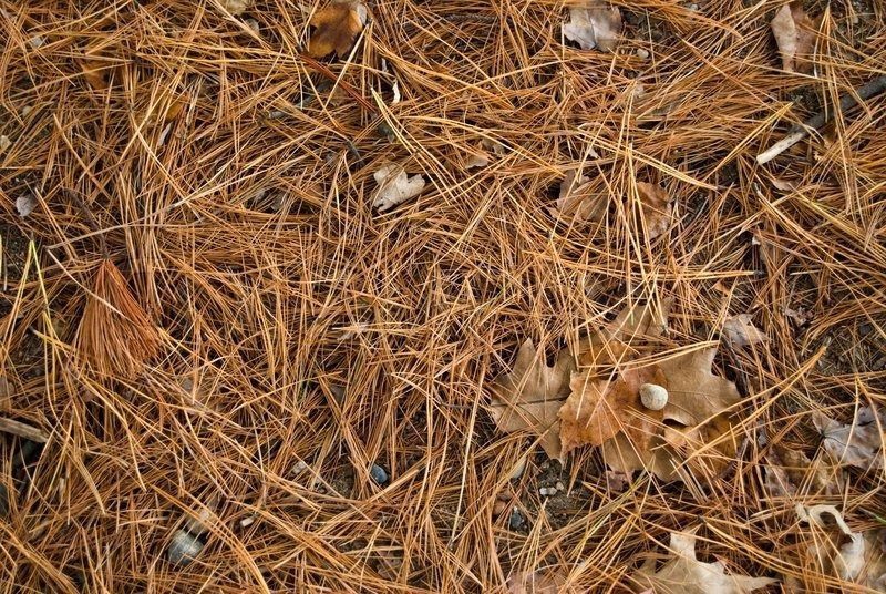 Хвойный опад – это отличный природный материал для мульчирования почвы.
