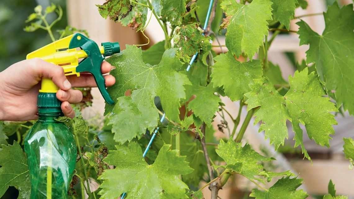 Железный купорос – универсальный препарат, широко используемый садовниками по уходу за деревьями и кустарниками.