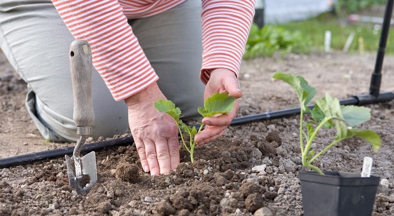 Высадка рассады брокколи в открытый грунт