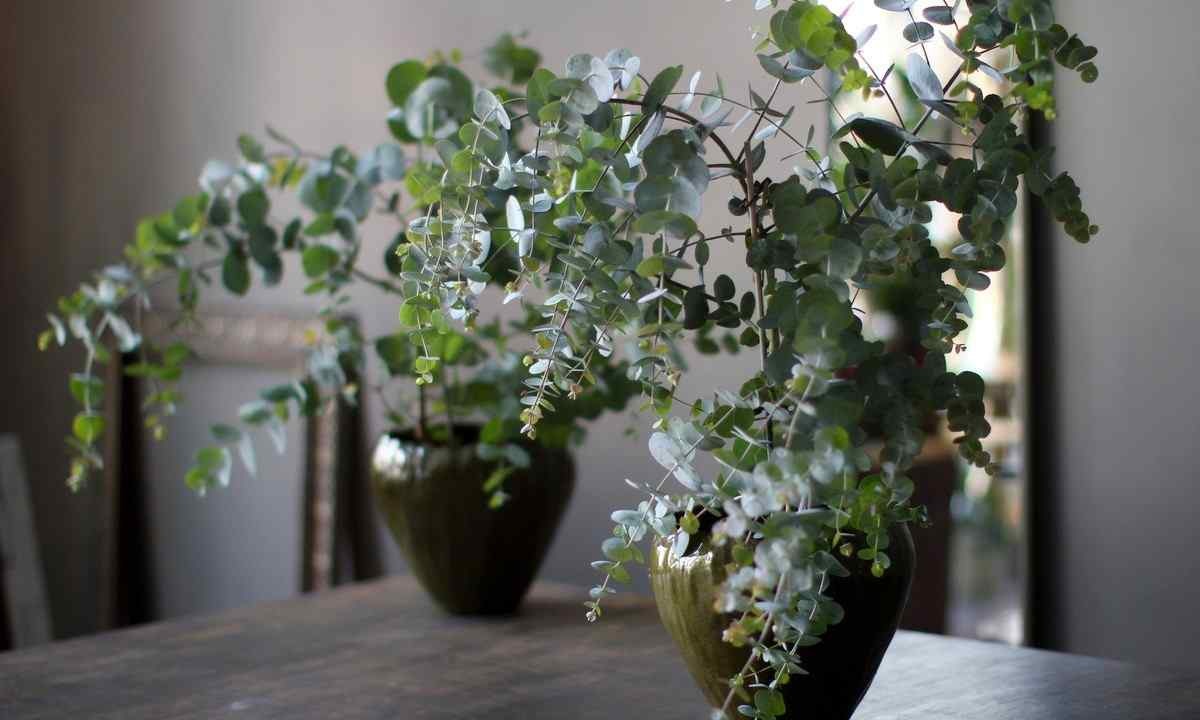 Эвкалипт – это растение, которое обладает лечебными свойствами.