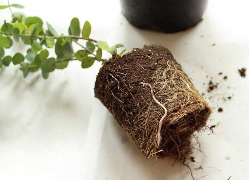 Как размножить эвкалипт?