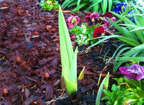 Одним из важных этапов выгонки гладиолусов является регулярная подкормка и полив.