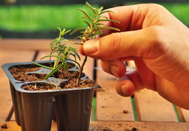 Для выращивания растения вам понадобится емкость в виде горшка.