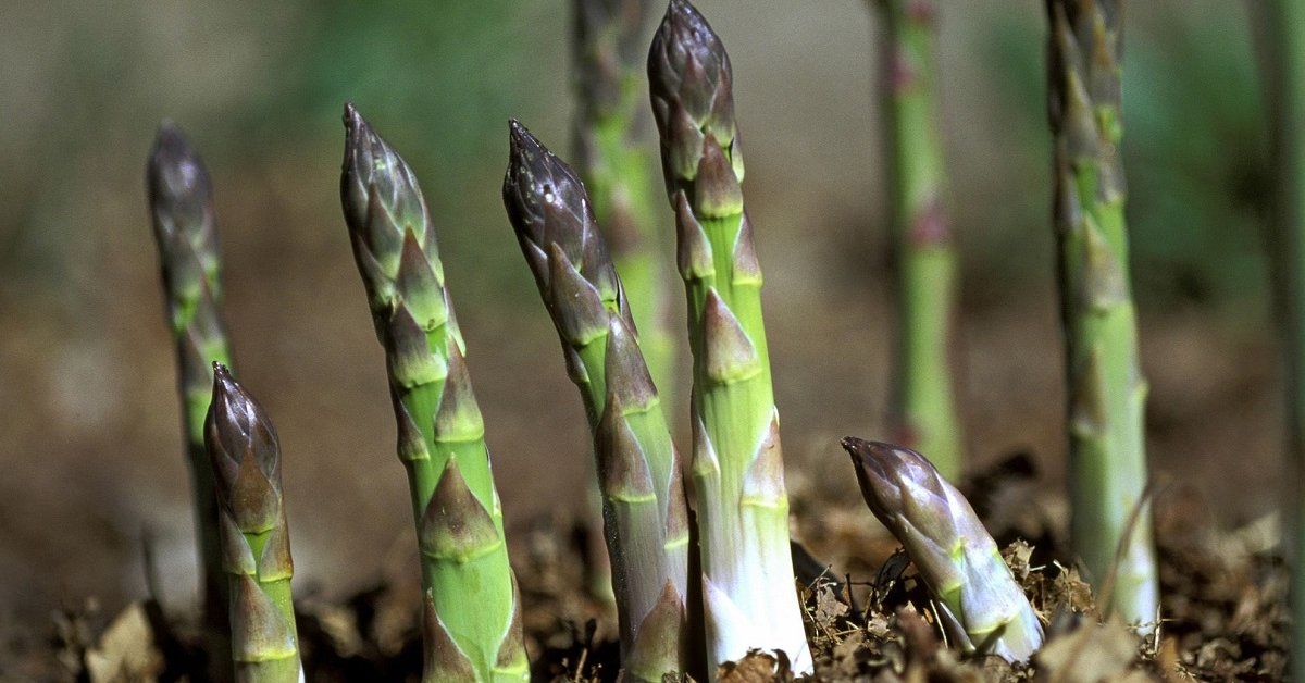 Выращивание спаржи из семян в домашних условиях