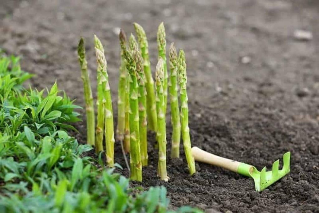 Рассадный способ выращивания спаржи является оптимальным для новичков в области сельского хозяйства.