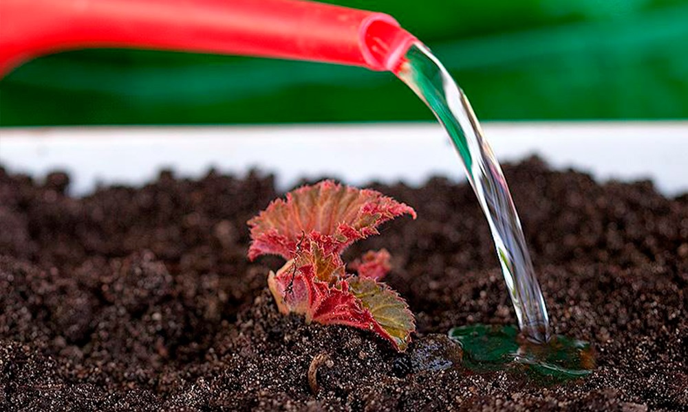 Полив бегонии должен быть умеренным.