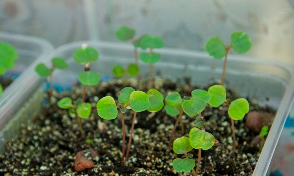 Для посева семян бегонии вам понадобится емкость для выращивания и почва.