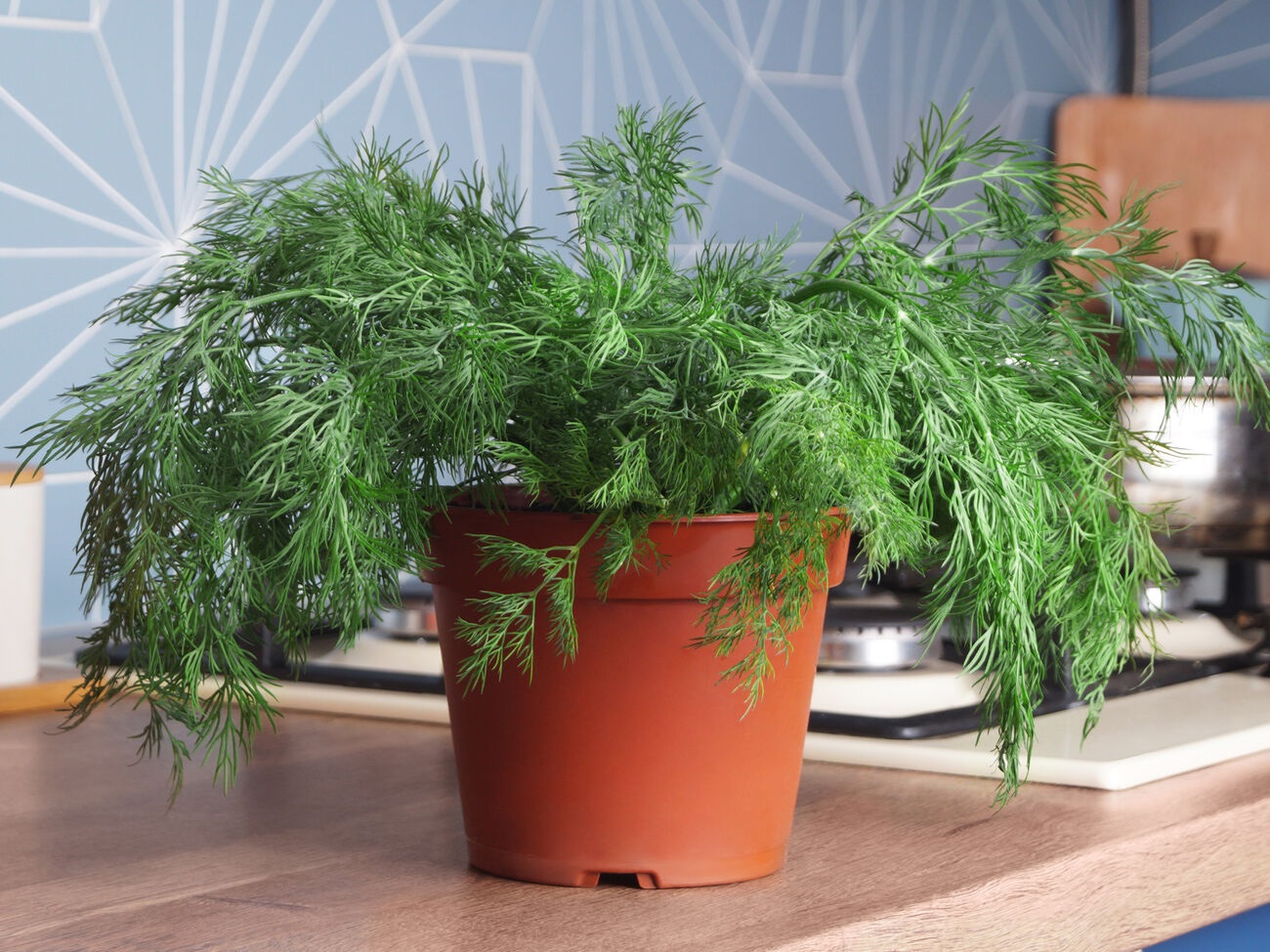 Укроп – неприхотливая в уходе и очень вкусная универсальная зелень. Укроп – неприхотливая в уходе и очень вкусная универсальная зелень.