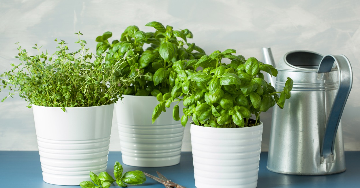 Зелень – это такой продукт, который хочется употреблять максимально свежим. Зелень – это такой продукт, который хочется употреблять максимально свежим.