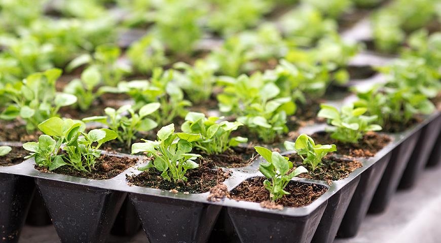 Пластиковые кассеты для рассады