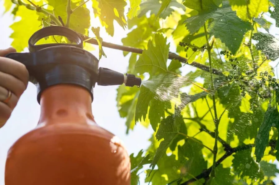 Обработка винограда весной