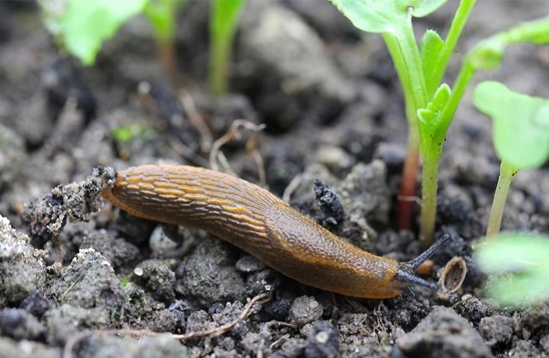 Равлики и улитки быстро уничтожают молодые побеги в зимней мульче.