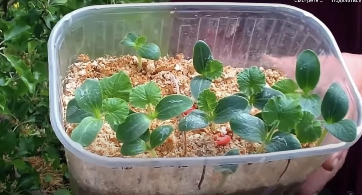 Посадка и выращивание огурцов японским методом